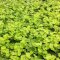 Lysimachia nummularia Aurea, gelbes Pfennigkraut