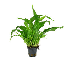 Microsorum pteropus, Schwarzwurzelfarn, Javafarn