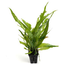 Microsorum pteropus, Schwarzwurzelfarn, Javafarn
