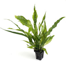 Microsorum pteropus, Schwarzwurzelfarn, Javafarn