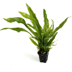 Microsorum pteropus, Schwarzwurzelfarn, Javafarn