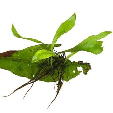 Microsorum pteropus, Schwarzwurzelfarn, Javafarn