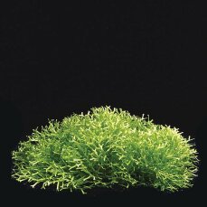 Riccia fluitans in der Dose