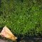 Riccia fluitans in der Dose