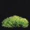 Riccia fluitans in der Dose