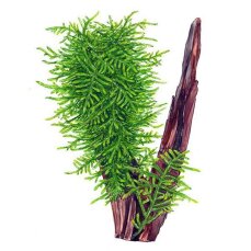 Taxiphyllum spec. Spiky, Spiky-Moos, Aquarienmoos