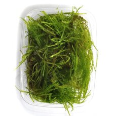 Taxiphyllum spec. Spiky, Spiky-Moos, Aquarienmoos