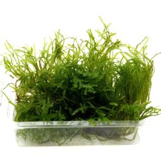 Taxiphyllum spec. Spiky, Spiky-Moos, Aquarienmoos
