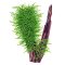 Taxiphyllum spec. Spiky, Spiky-Moos, Aquarienmoos
