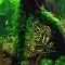 Taxiphyllum spec. Spiky, Spiky-Moos, Aquarienmoos