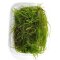 Taxiphyllum spec. Spiky, Spiky-Moos, Aquarienmoos