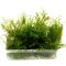 Taxiphyllum spec. Spiky, Spiky-Moos, Aquarienmoos