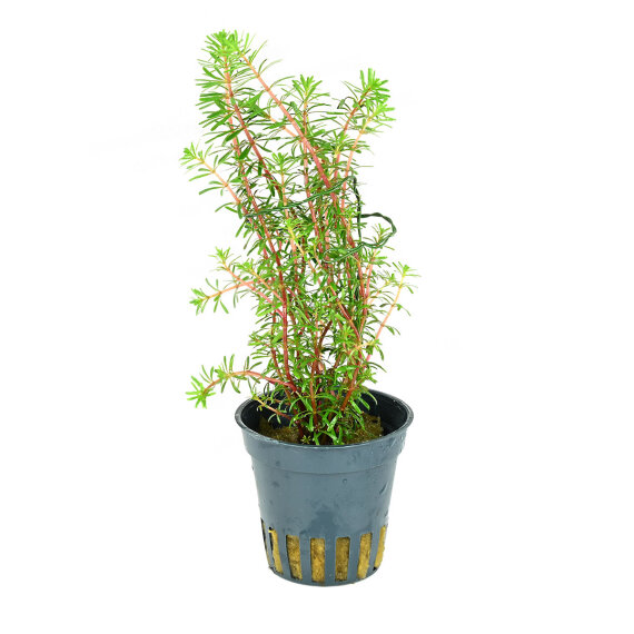 Rotala wallichii, Feinblättrige Rotala getopft