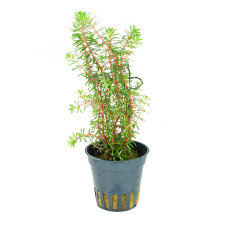Rotala wallichii, Feinblättrige Rotala getopft