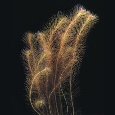 Rotala wallichii, Feinblättrige Rotala getopft