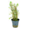 Rotala wallichii, Feinblättrige Rotala getopft