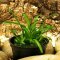 Flutendes Pfeilkraut - Sagittaria subulata