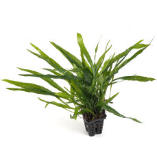Microsorum minor (thin leaves) - Schmalblättriger Javafarn