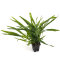 Microsorum minor (thin leaves) - Schmalblättriger Javafarn