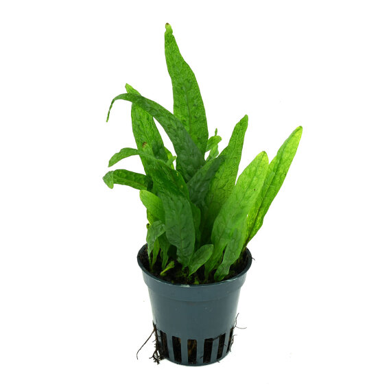 Microsorum mini Green Gnom - Zwergjavafarn