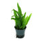 Microsorum mini Green Gnom - Zwergjavafarn