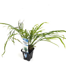 Microsorum "Trident" - Geweihartiger Javafarn