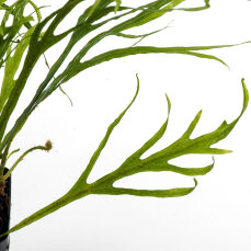 Microsorum "Trident" - Geweihartiger Javafarn