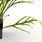Microsorum "Trident" - Geweihartiger Javafarn