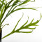 Microsorum "Trident" - Geweihartiger Javafarn