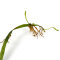 Microsorum "Trident" - Geweihartiger Javafarn