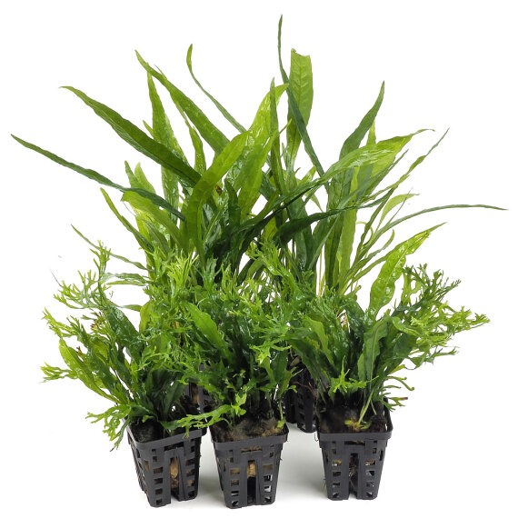 2 Microsorum pteropus + 3 x Microsorum "Windelov"