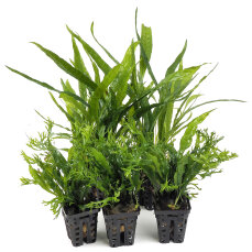 2 Microsorum pteropus + 3 x Microsorum "Windelov"