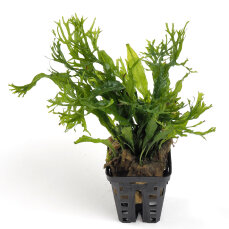 2 Microsorum pteropus + 3 x Microsorum "Windelov"
