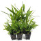2 Microsorum pteropus + 3 x Microsorum "Windelov"