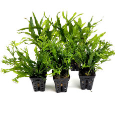 5 Javafarne für kleine Aquarien 2x Narrow + 3x...