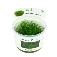 Zwergnadelsimse - Eleocharis pusilla von Dennerle -...