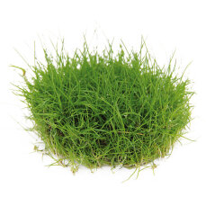 Zwergnadelsimse - Eleocharis pusilla von Dennerle - Meristempflanze