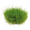 Zwergnadelsimse - Eleocharis pusilla von Dennerle - Meristempflanze