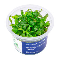 Hygrophila corymbosa Siamensis - Thailändischer...