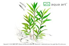Hygrophila corymbosa Siamensis - Thailändischer Wasserfreund InVitro