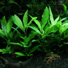Hygrophila corymbosa Siamensis - Thailändischer Wasserfreund InVitro