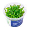 Hygrophila corymbosa Siamensis - Thailändischer Wasserfreund InVitro
