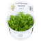 Hygrophila corymbosa Siamensis - Thailändischer Wasserfreund InVitro
