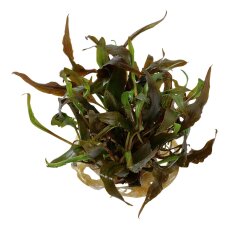 Cryptocoryne undulata Broad Leaf - Breitblättriger Gewellter Wasserkelch InVitro