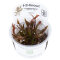 Cryptocoryne undulata Broad Leaf - Breitblättriger Gewellter Wasserkelch InVitro