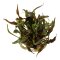 Cryptocoryne undulata Broad Leaf - Breitblättriger Gewellter Wasserkelch InVitro