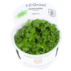 Hydrocotyle tripartita - Dreiteiliger Wassernabel...