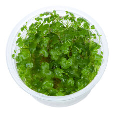 Hydrocotyle tripartita - Dreiteiliger Wassernabel InVitro-Dose