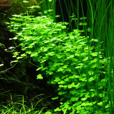 Hydrocotyle tripartita - Dreiteiliger Wassernabel InVitro-Dose