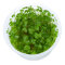 Hydrocotyle tripartita - Dreiteiliger Wassernabel InVitro-Dose